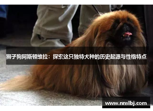狮子狗阿斯顿维拉：探索这只独特犬种的历史起源与性格特点